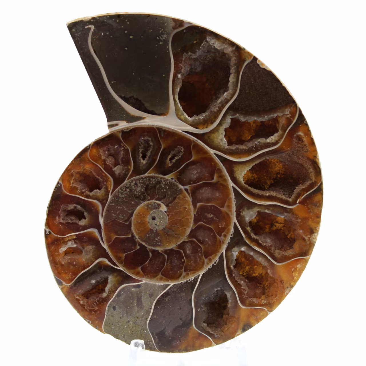 Amonite polido de madagascar