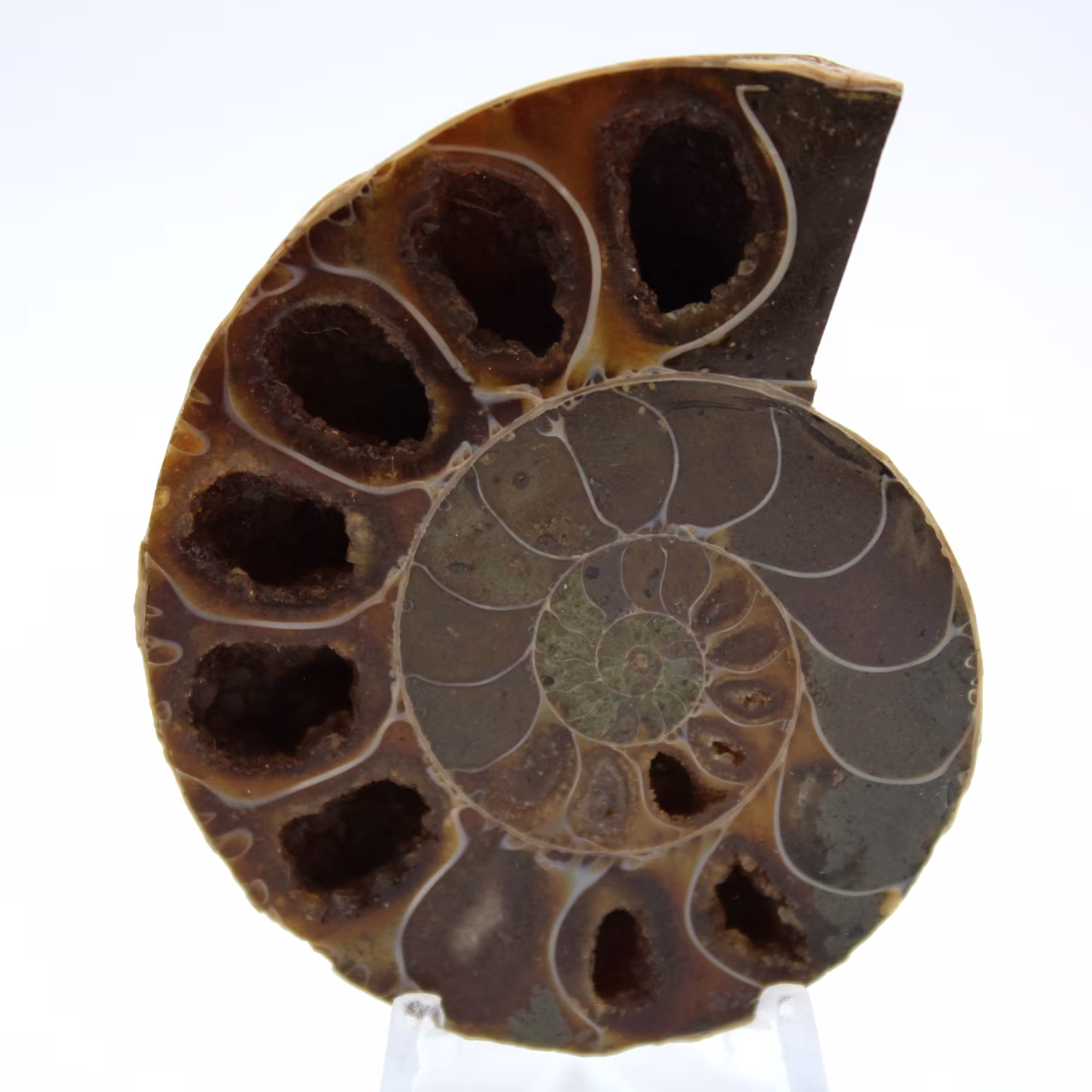 Amonite fossilizada