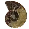 Amonite serrada polida - 0