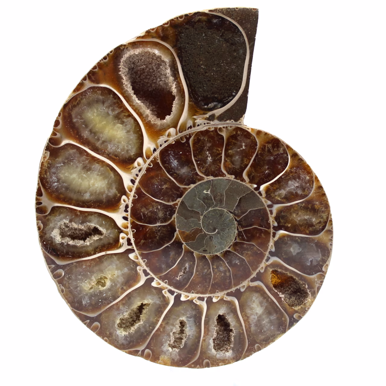 Amonite de madagascar