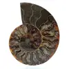 Amonite natural de madagascar - 0