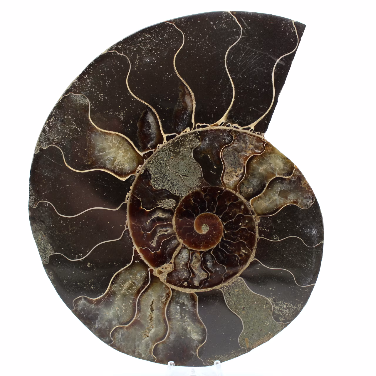 Amonite natural polida fóssil