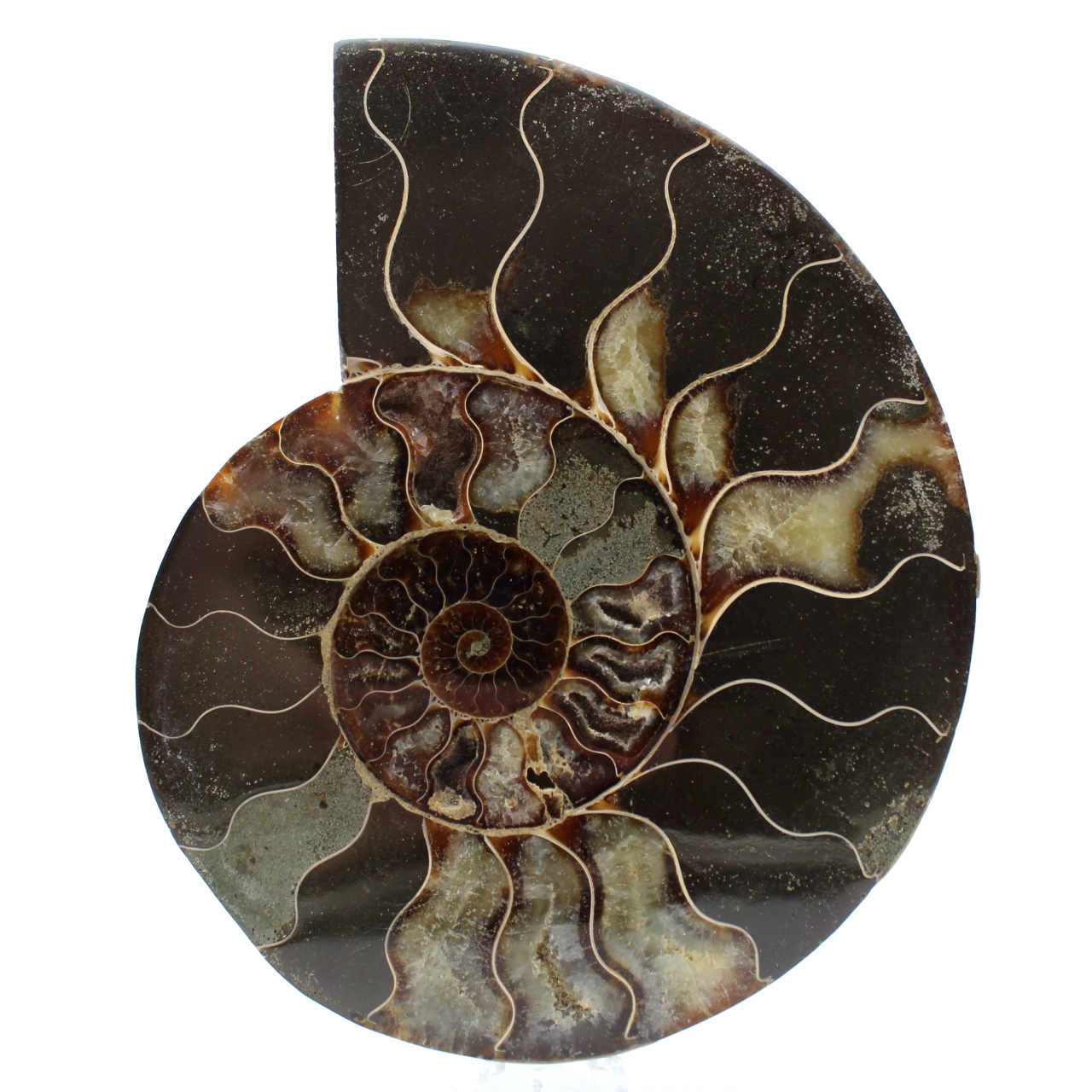 Amonite natural polida de madagascar