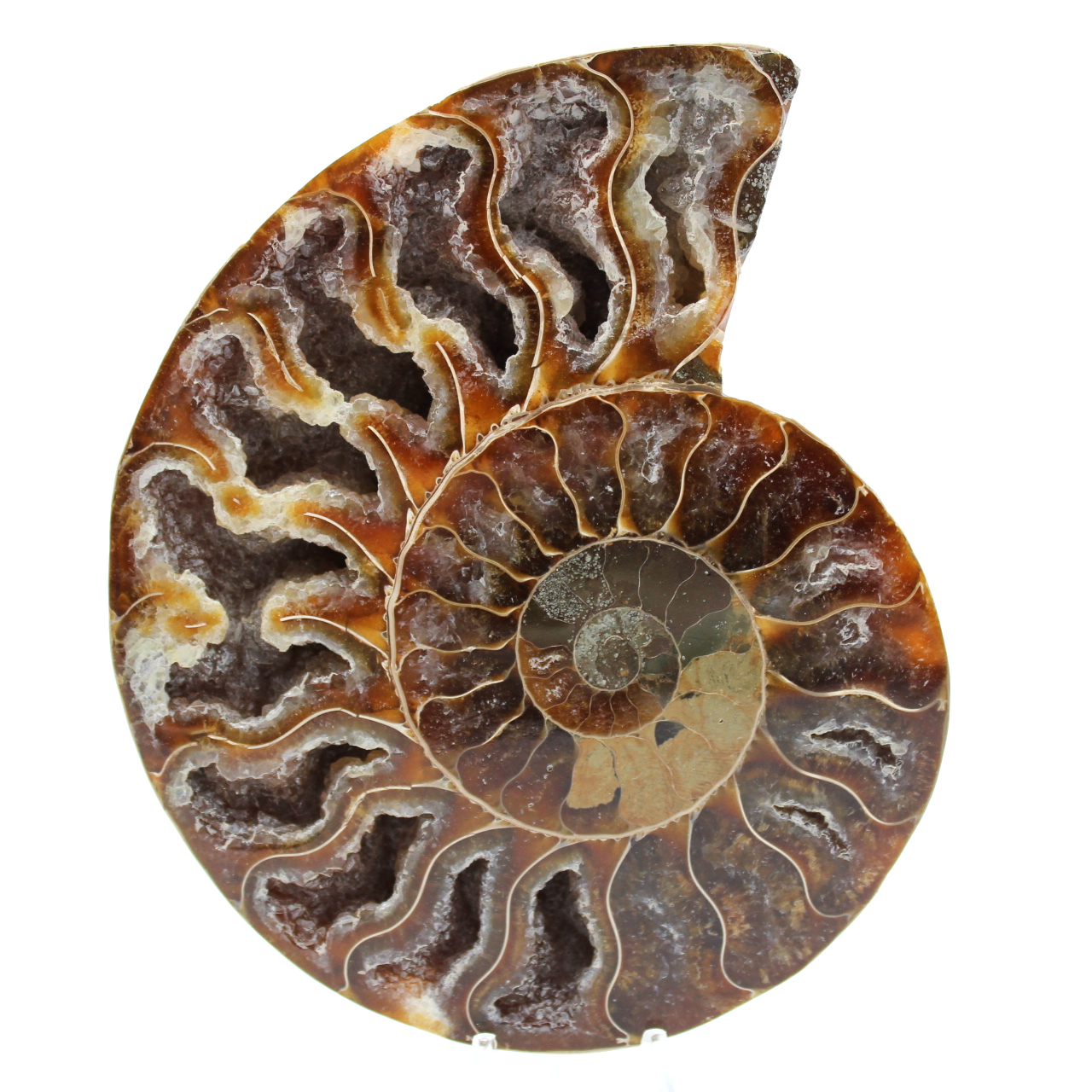 Amonite fossilizada