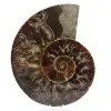 Amonite de madagascar - 0