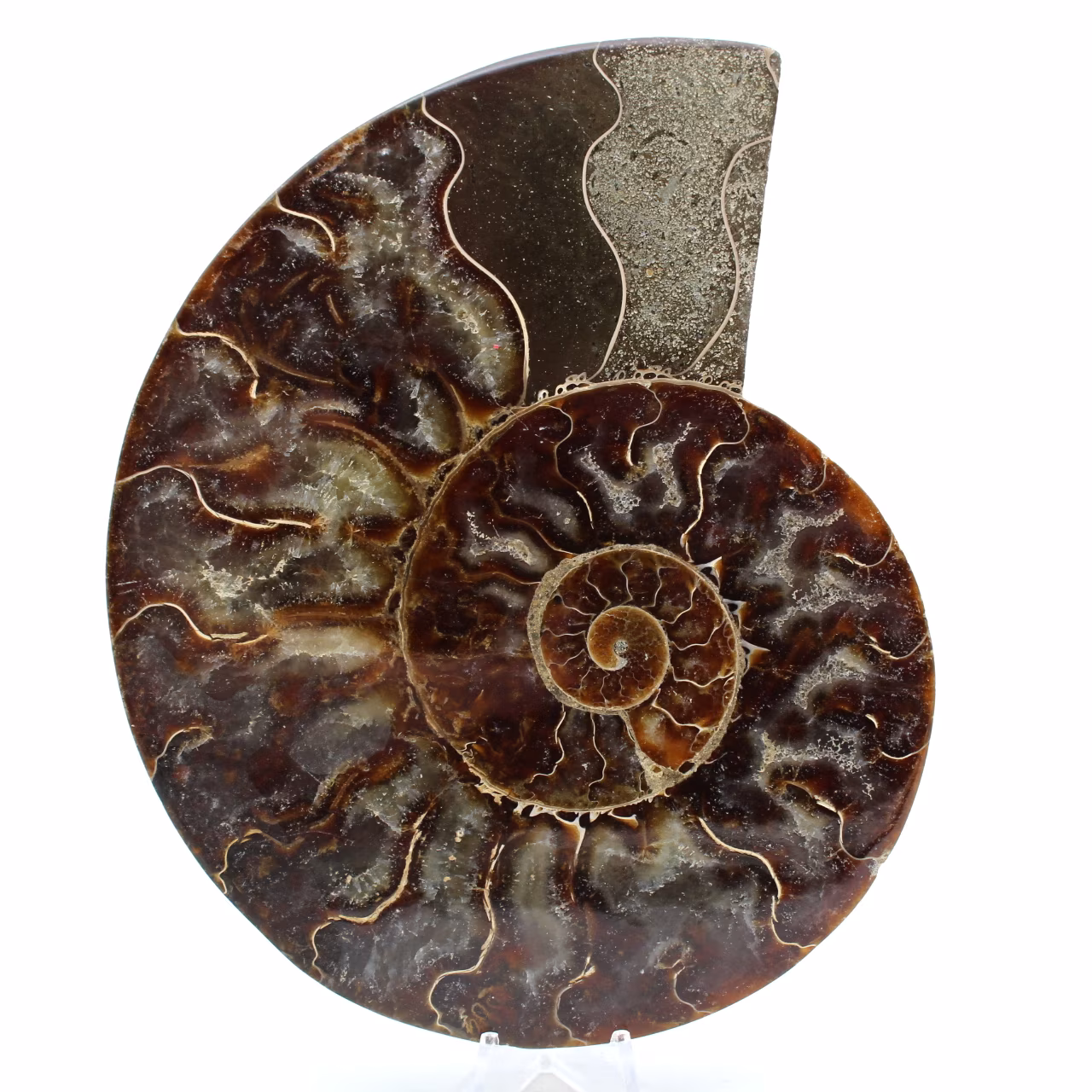 Amonite de madagascar
