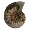 Amonite natural de madagascar - 0