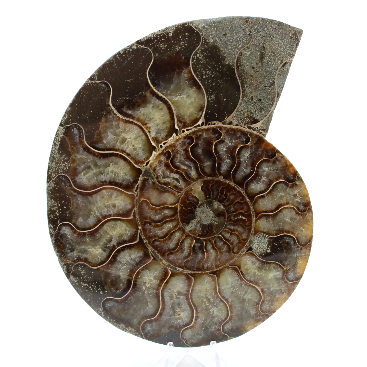 Amonite natural de madagascar
