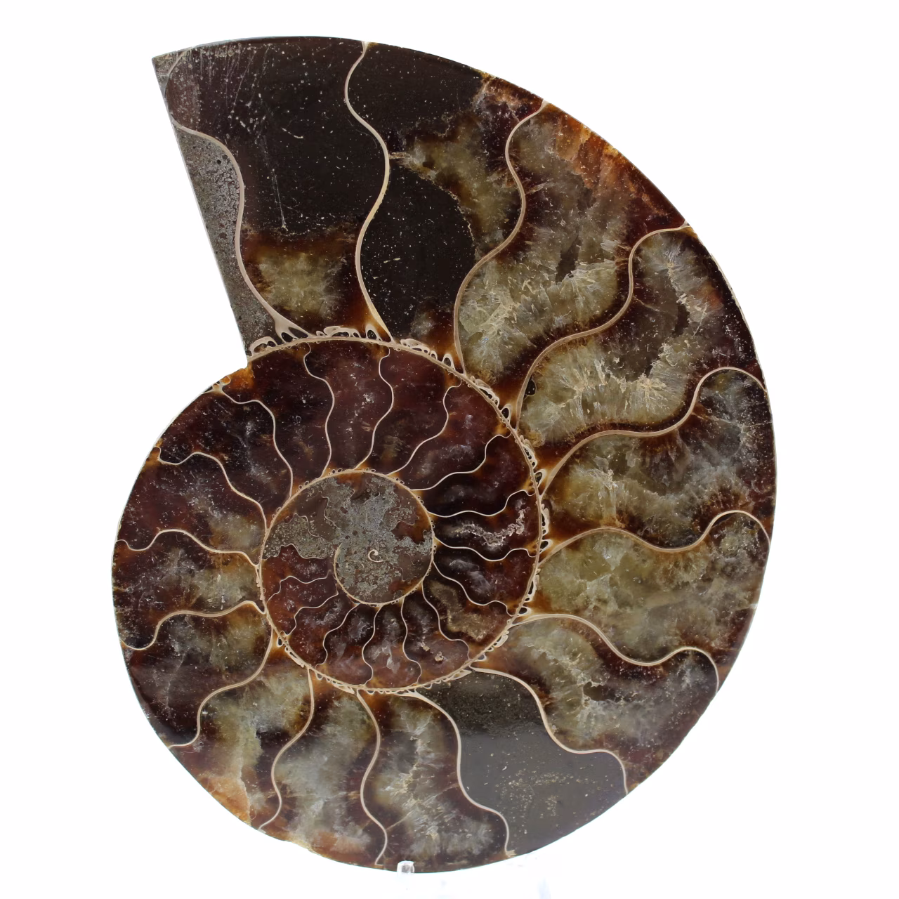 Amonite fóssil polida de madagascar