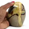 Septaria polida - 0