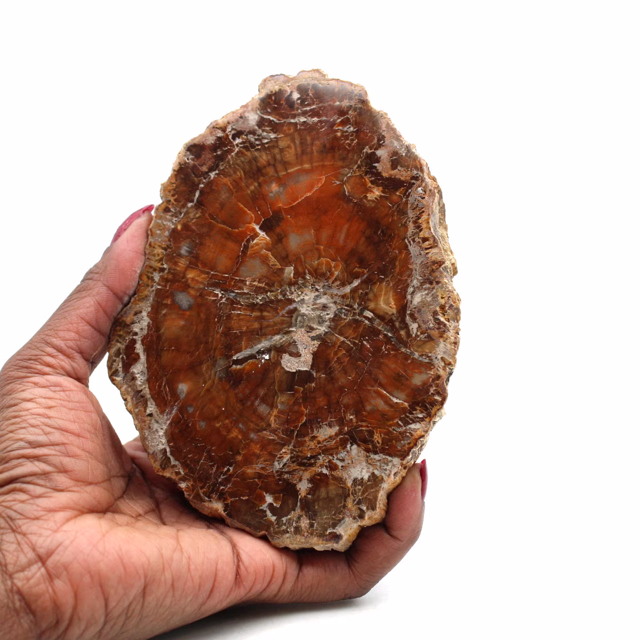 Madeira polida fossilizada de madagascar