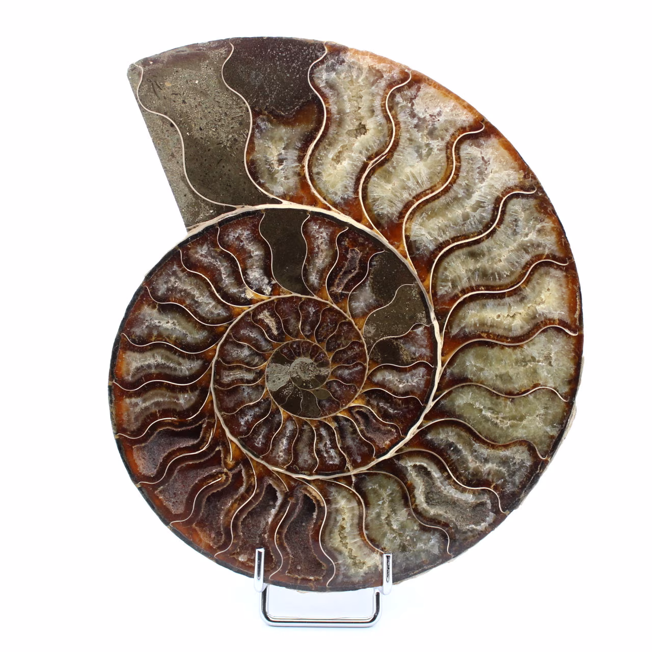 Amonita polida de Madagascar