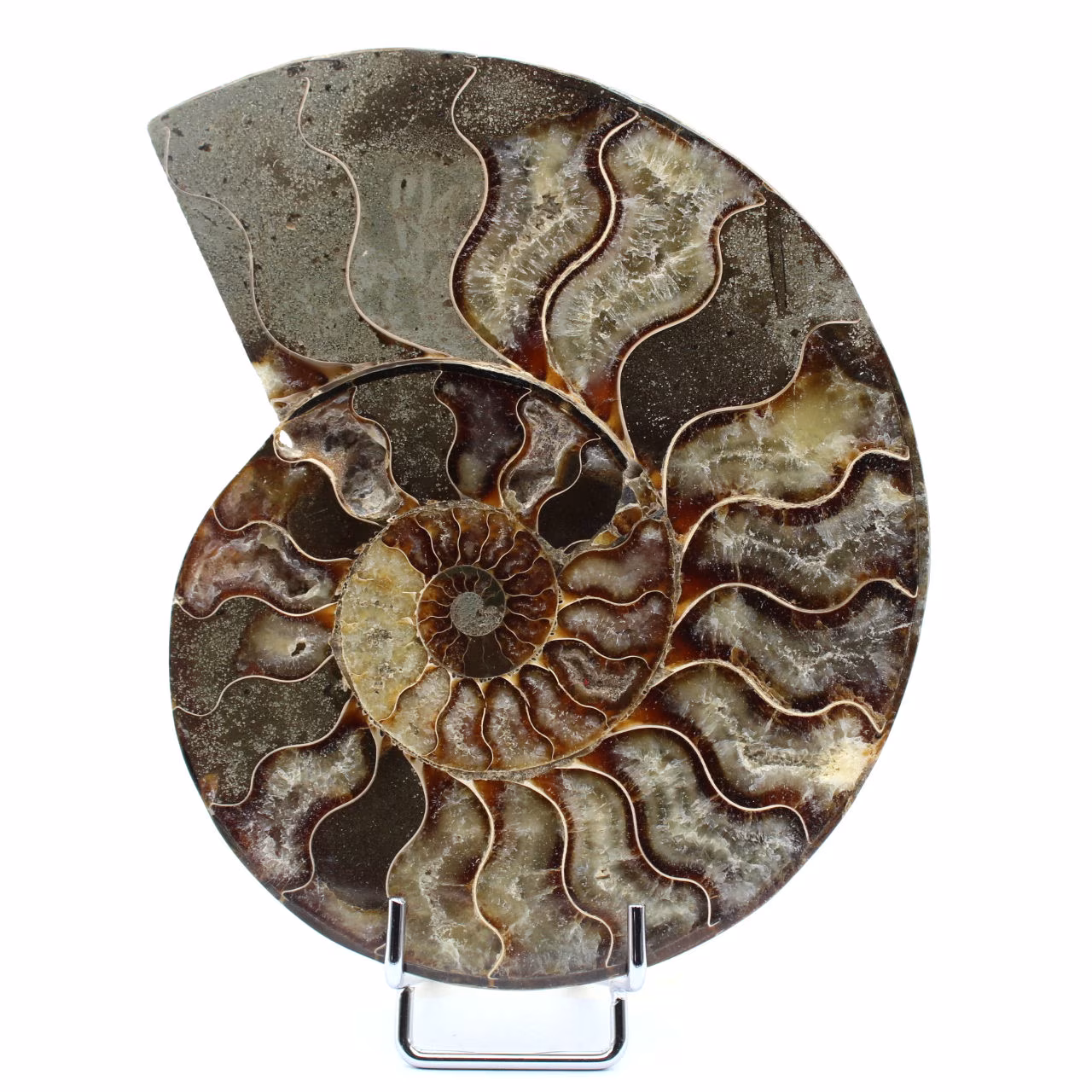 Amonita Fossilizada Polida