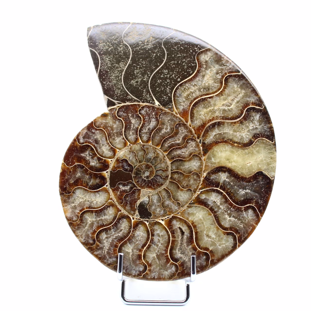 Amonite polida natural de madagascar