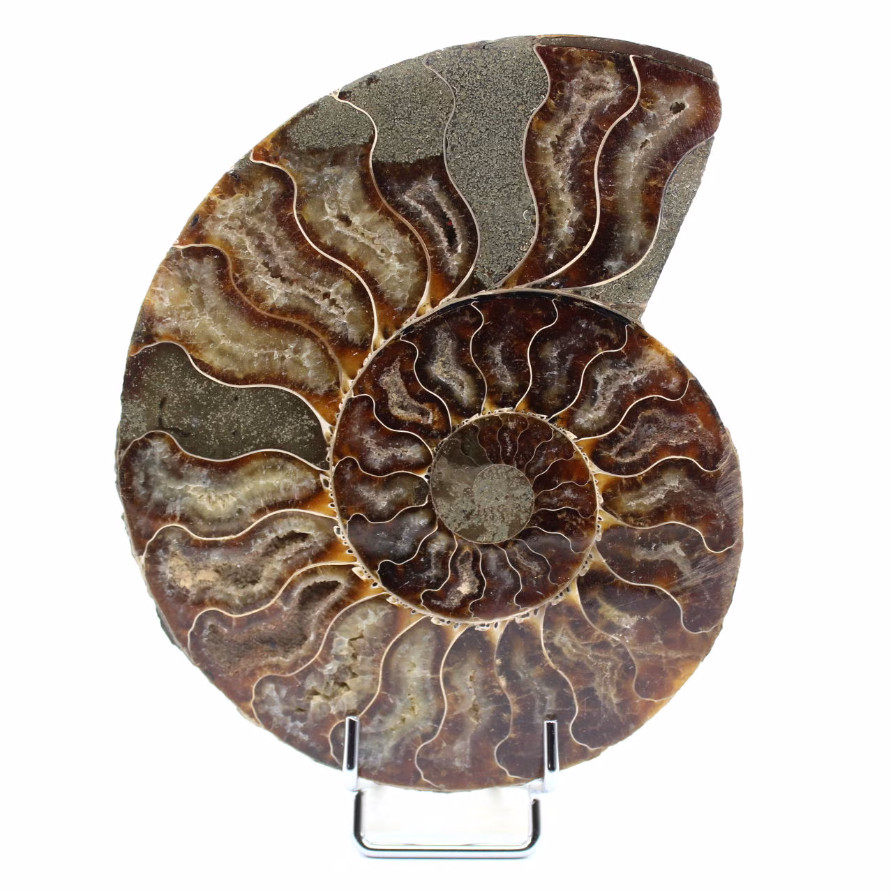 Amonita polida de Madagascar