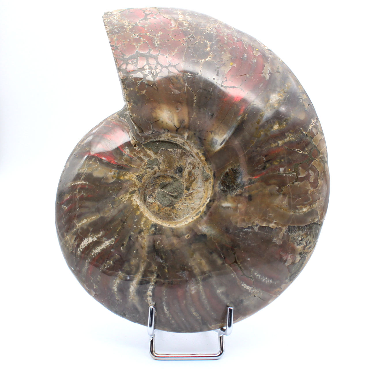 amonite inteira danificada