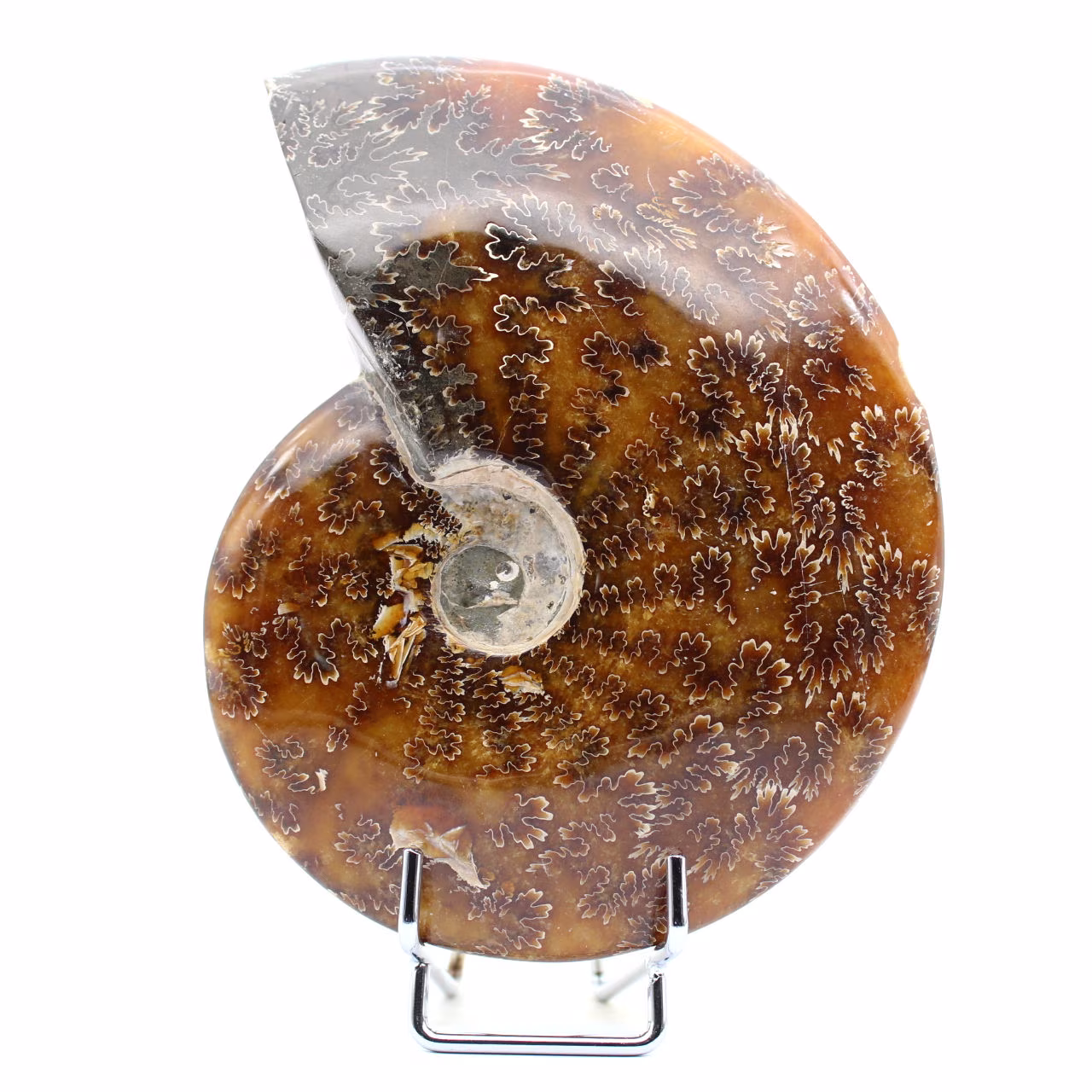 amonite inteira danificada