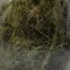 Diopsídio natural colecionável - 5