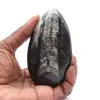 Fóssil de Orthoceras - 0