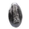 Fóssil de Orthoceras - 1
