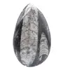 Fóssil Orthoceras Marrocos - 1