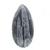 Orthoceras Fósseis de Marrocos - 1