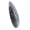 Orthoceras Fósseis de Marrocos - 2