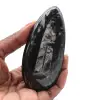 Fósseis polidos de Orthoceras - 0