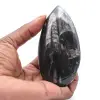 Ortoceras Fósseis - 0