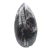 Ortoceras Fósseis - 1