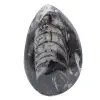 Orthoceras Fósseis de Marrocos - 1