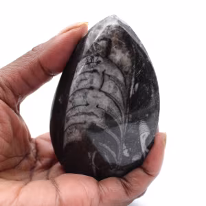 Orthoceras Fósseis de Marrocos