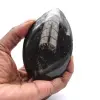 Fóssil de Orthoceras Marrocos - 0