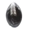 Fóssil de Orthoceras Marrocos - 1