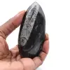 Ortoceras - 0