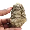 Trilobite de Marrocos - 0