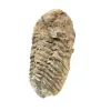 Trilobite de Marrocos - 2