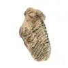 Trilobite de Marrocos - 3