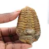 Fóssil de trilobite - 0