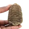 Trilobita crua - 0