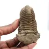 Trilobita - 0