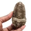 Trilobita - 0