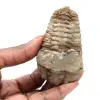 Trilobite fóssil - 0
