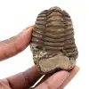 Trilobite fóssil Marrocos - 0
