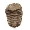 Trilobite fóssil Marrocos - 1