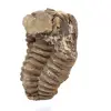 Trilobite fóssil Marrocos - 2