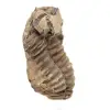Trilobite fóssil Marrocos - 3