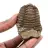 Trilobite fóssil Marrocos