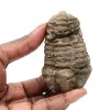 Fóssil de trilobite de Marrocos - 0