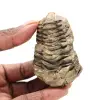 Fóssil de trilobite Marrocos - 0